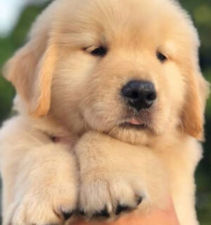 Filhote de Golden